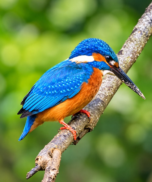 Bird Watching River Safari