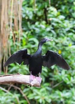 Bentota River Safaris