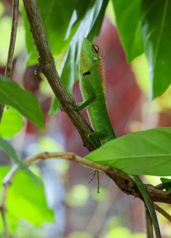 Bentota River Safaris
