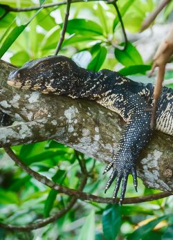 Bentota River Safaris