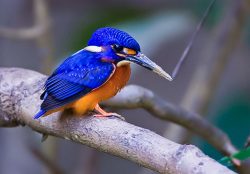 Bentota River Safaris