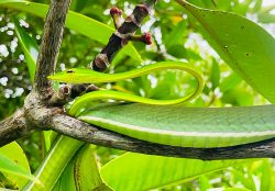 Bentota River Safaris