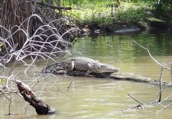 Bentota River Safaris