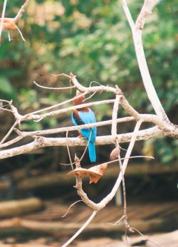 Bentota River Safaris
