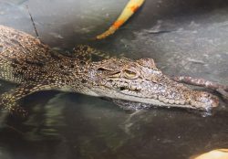 Bentota River Safaris