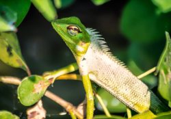 Bentota River Safaris