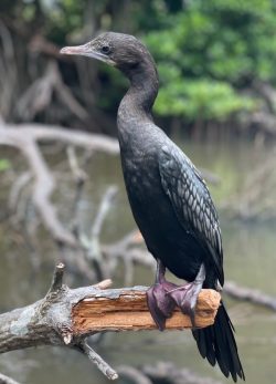 Bentota River Safaris