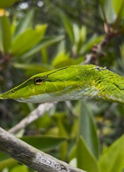 Bentota River Safaris