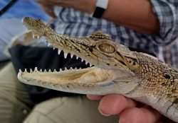 Bentota River Safaris