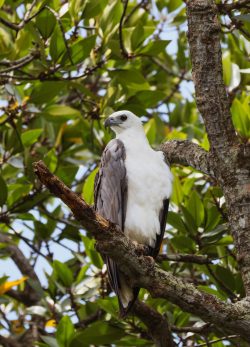 Bentota River Safaris