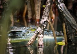 Bentota River Safaris