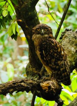Bentota River Safaris