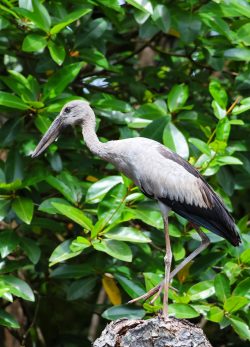 Bentota River Safaris