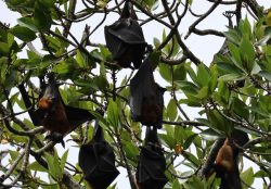 Bentota River Safaris
