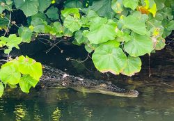 Bentota River Safaris
