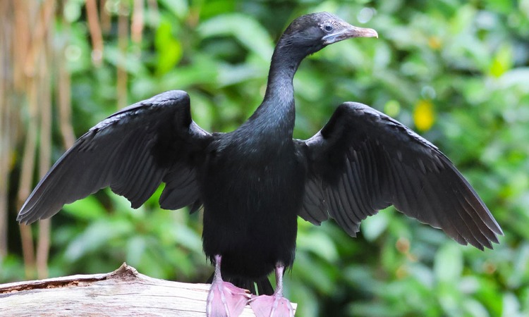 Bird Watching River Safari